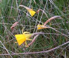 Narcissus bulbocodium L. resmi