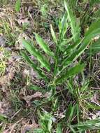 Image of tansy rosinweed