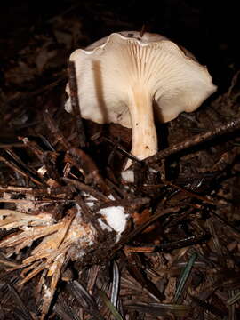 Image of Clitocybe phyllophila (Pers.) P. Kumm.