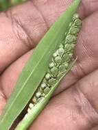 Image of Latin American crowngrass