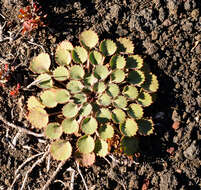 Image of Azorella volcanica (Math. & Const.) M. Hiroe