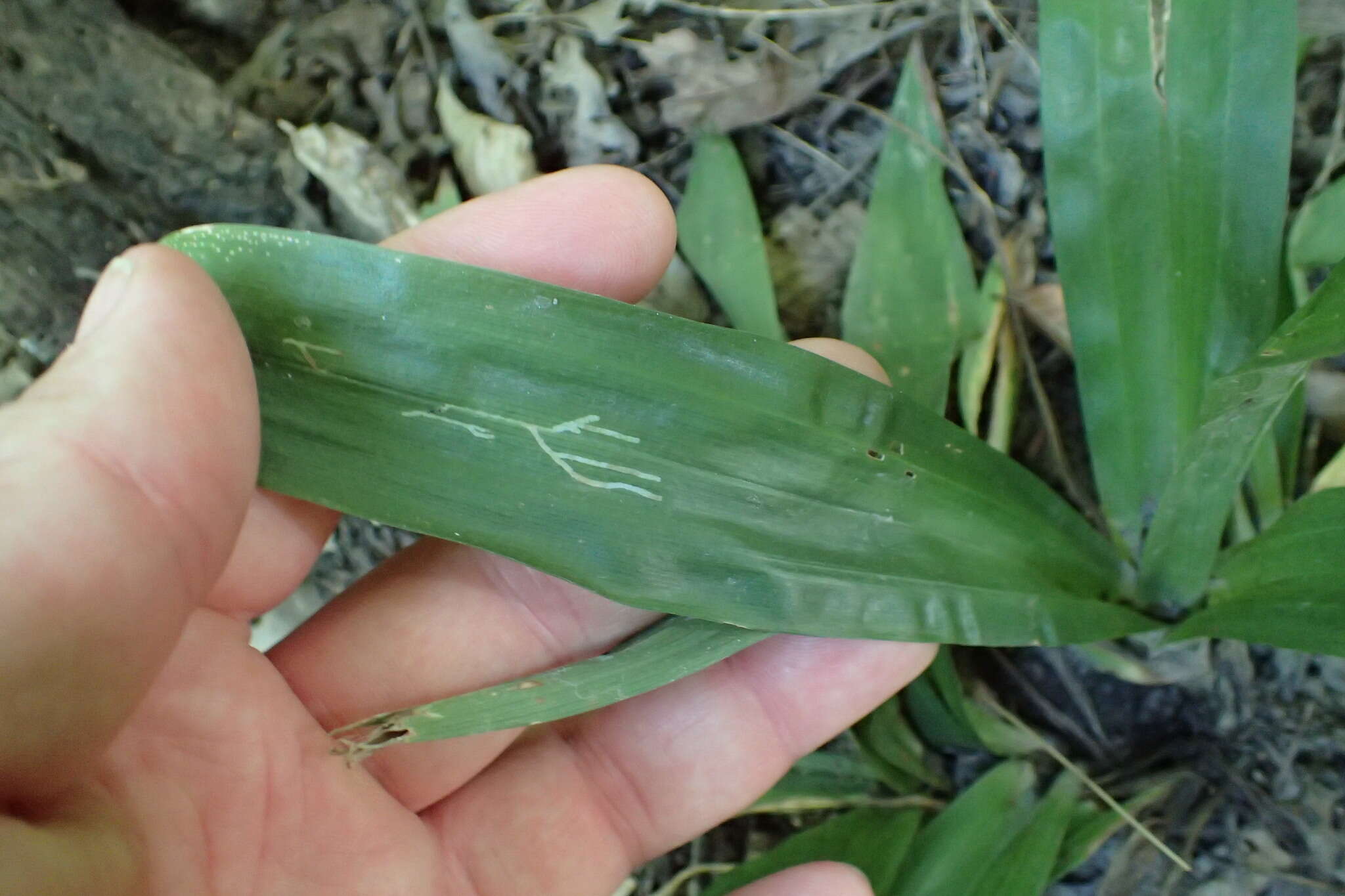 Image of broadleaf sedge