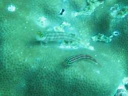 Image of Lubbock&#39;s combtooth-blenny