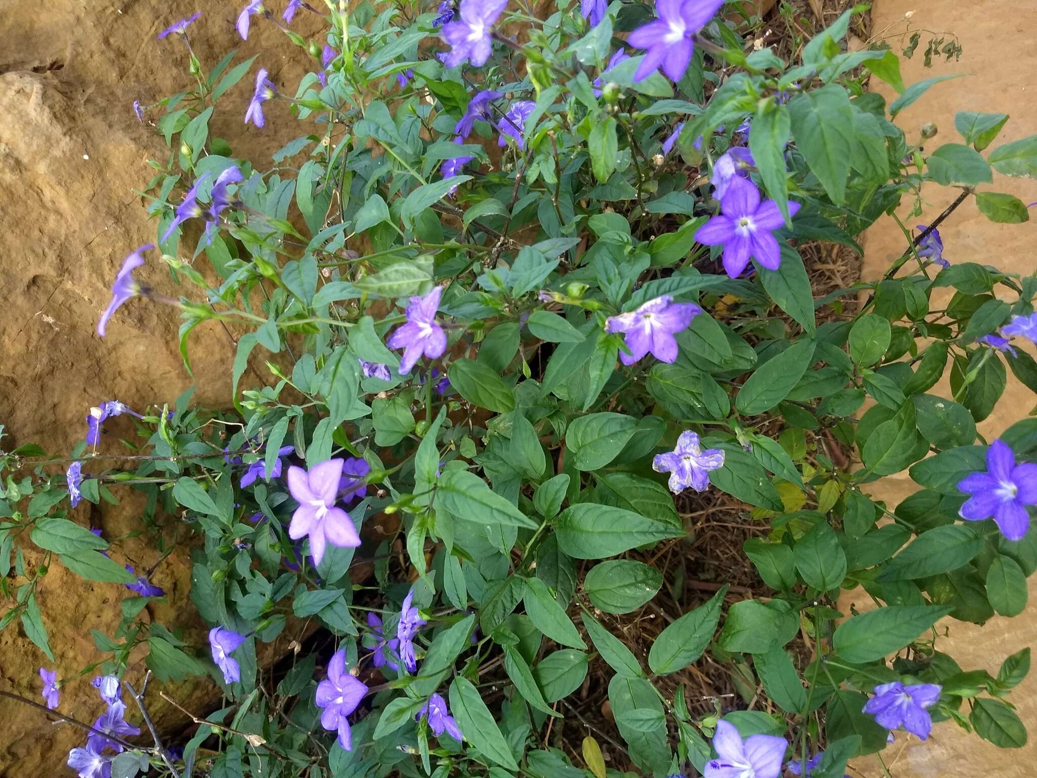 Image of Browallia speciosa Hook.