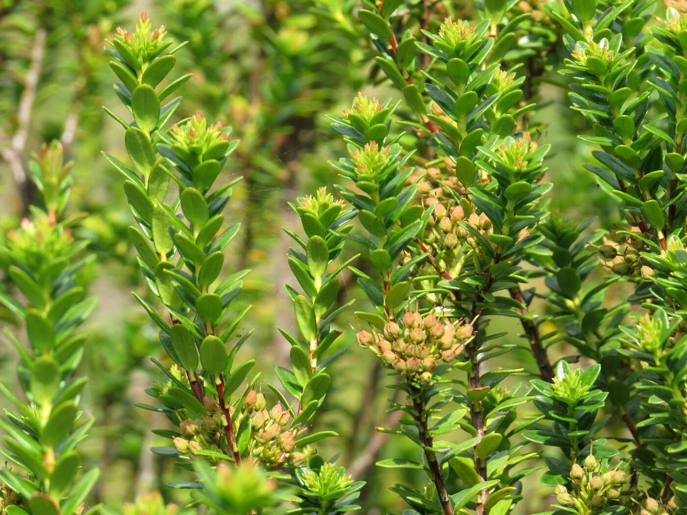 Image of Sand-Myrtle