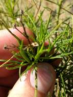 Imagem de Ericameria arborescens (A. Gray) Greene