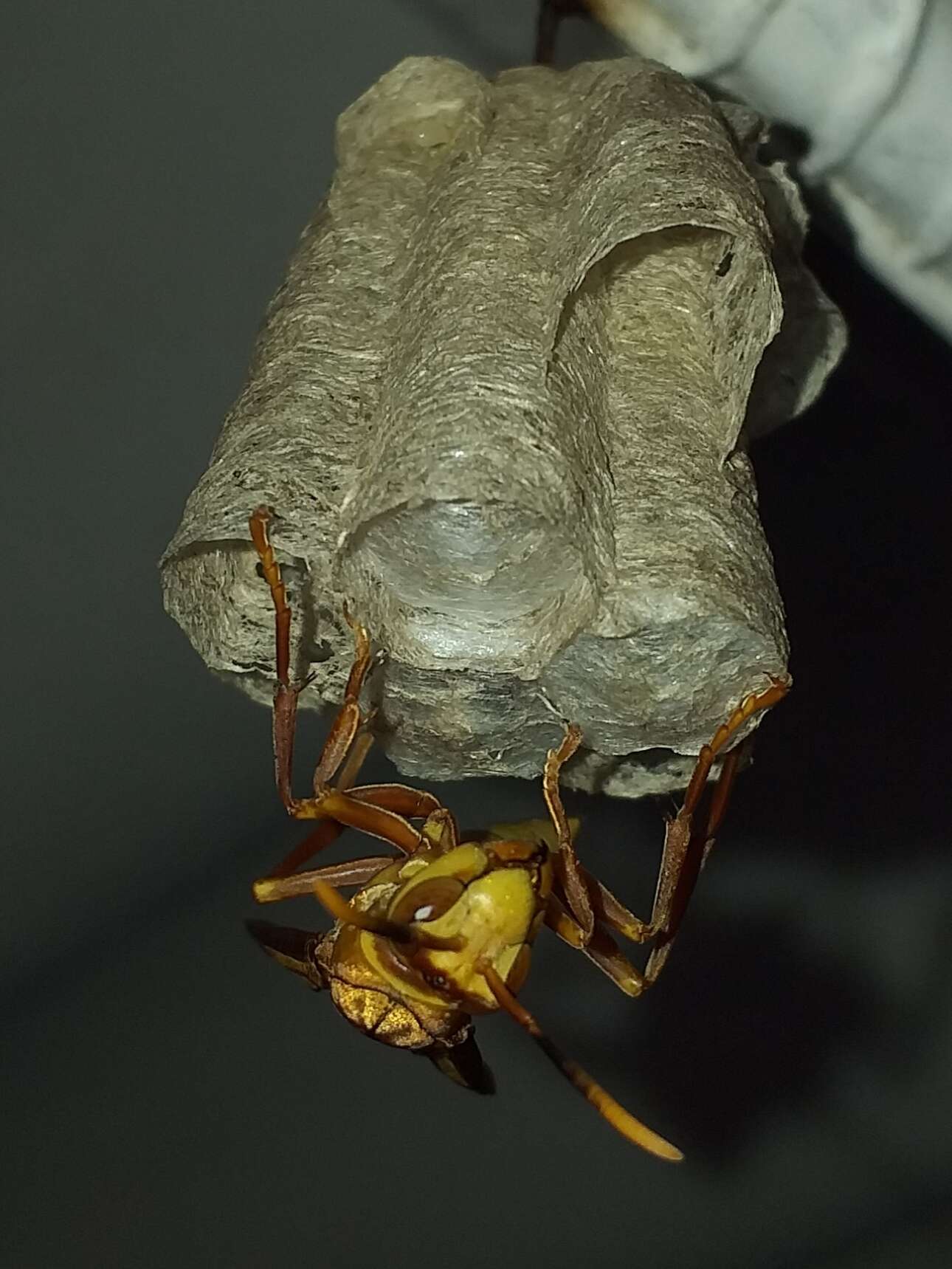 Imagem de Polistes major columbianus Bequard 1940