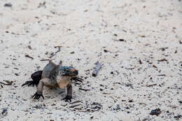 Image of Andros Island Iguana