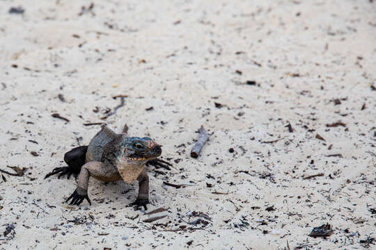 Image of Andros Island Iguana