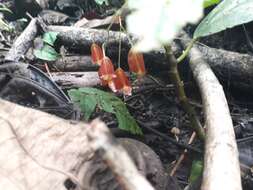 Image of Begonia maynensis A. DC.