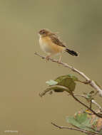 Слика од Cisticola dambo Lynes 1931