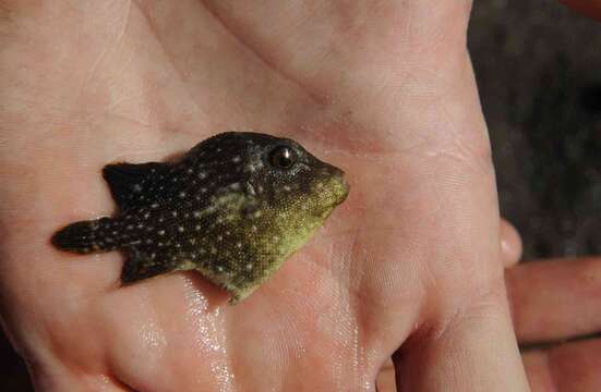 Image of Bluespotted Triggerfish