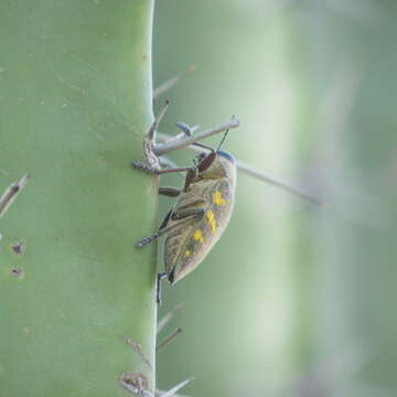 Image of Lampetis hirtomaculata (Herbst 1801)