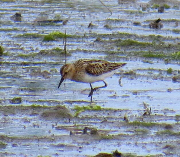 Plancia ëd Calidris minuta (Leisler 1812)