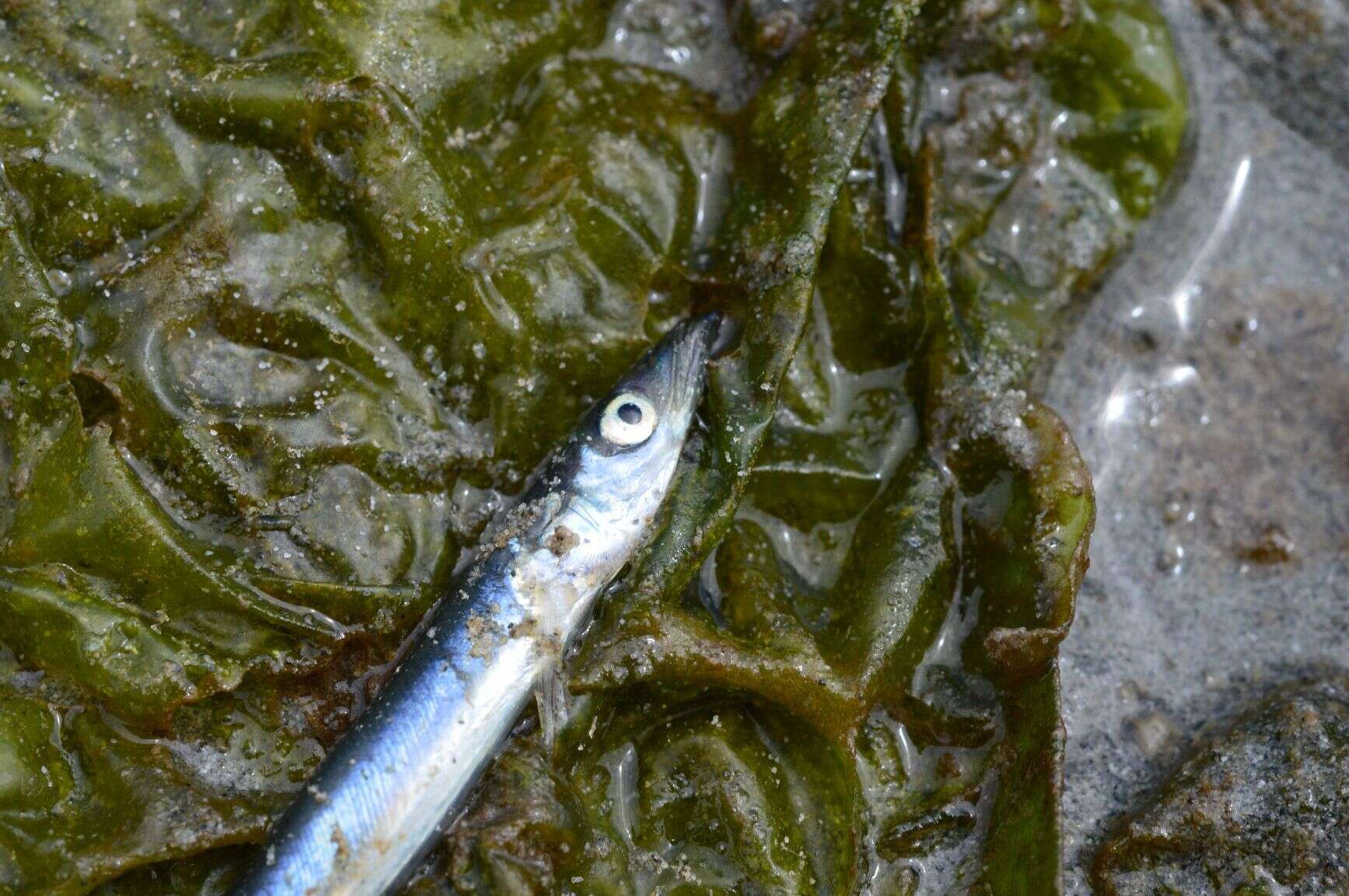 Image of Japanese sand lance