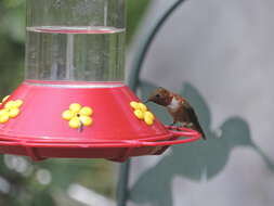Image of Rufous Hummingbird