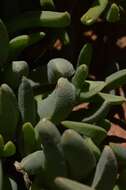 Image of Cheiridopsis acuminata L. Bol.