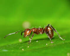 Image of Camponotus dimorphus Emery 1894