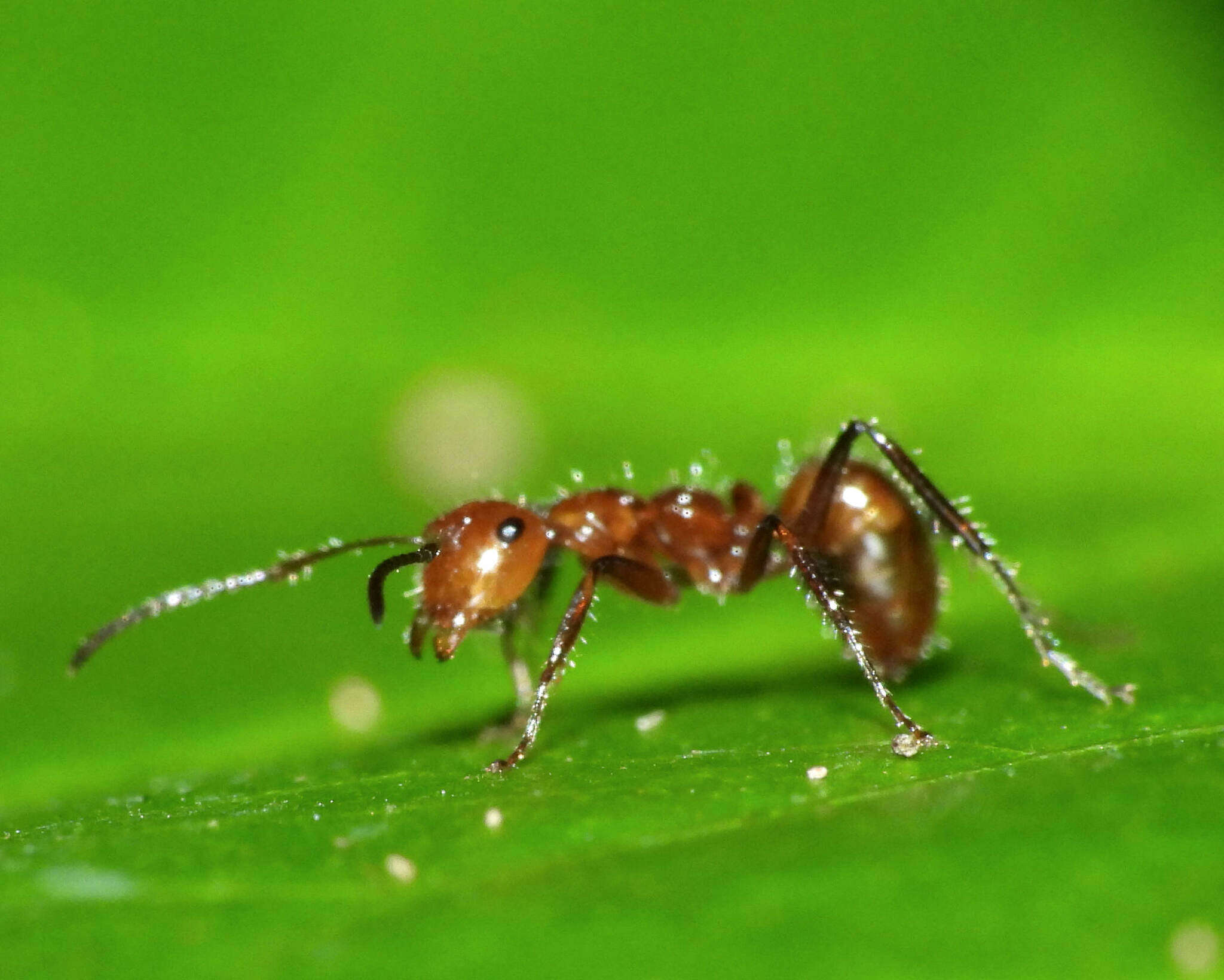 Image of Camponotus dimorphus Emery 1894