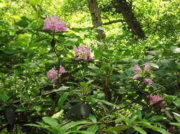 Imagem de Rhododendron ponticum subsp. baeticum (Boiss. & Reuter) Hand.-Mazz.