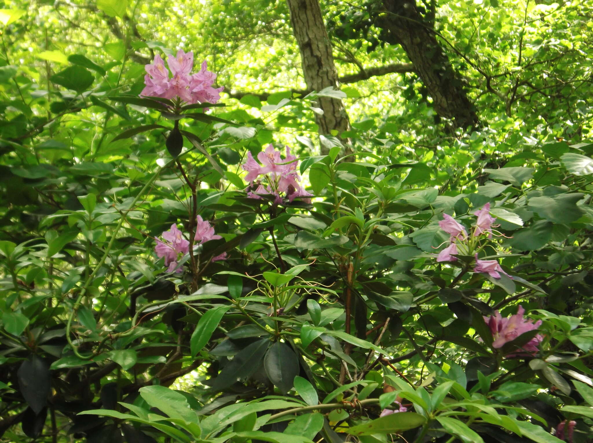 Imagem de Rhododendron ponticum subsp. baeticum (Boiss. & Reuter) Hand.-Mazz.