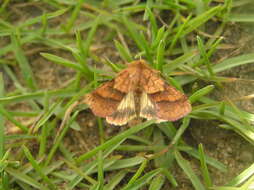 Image of Purple-Lined Sallow