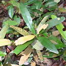 Image of Calophyllum wallichiana Planch. & Triana