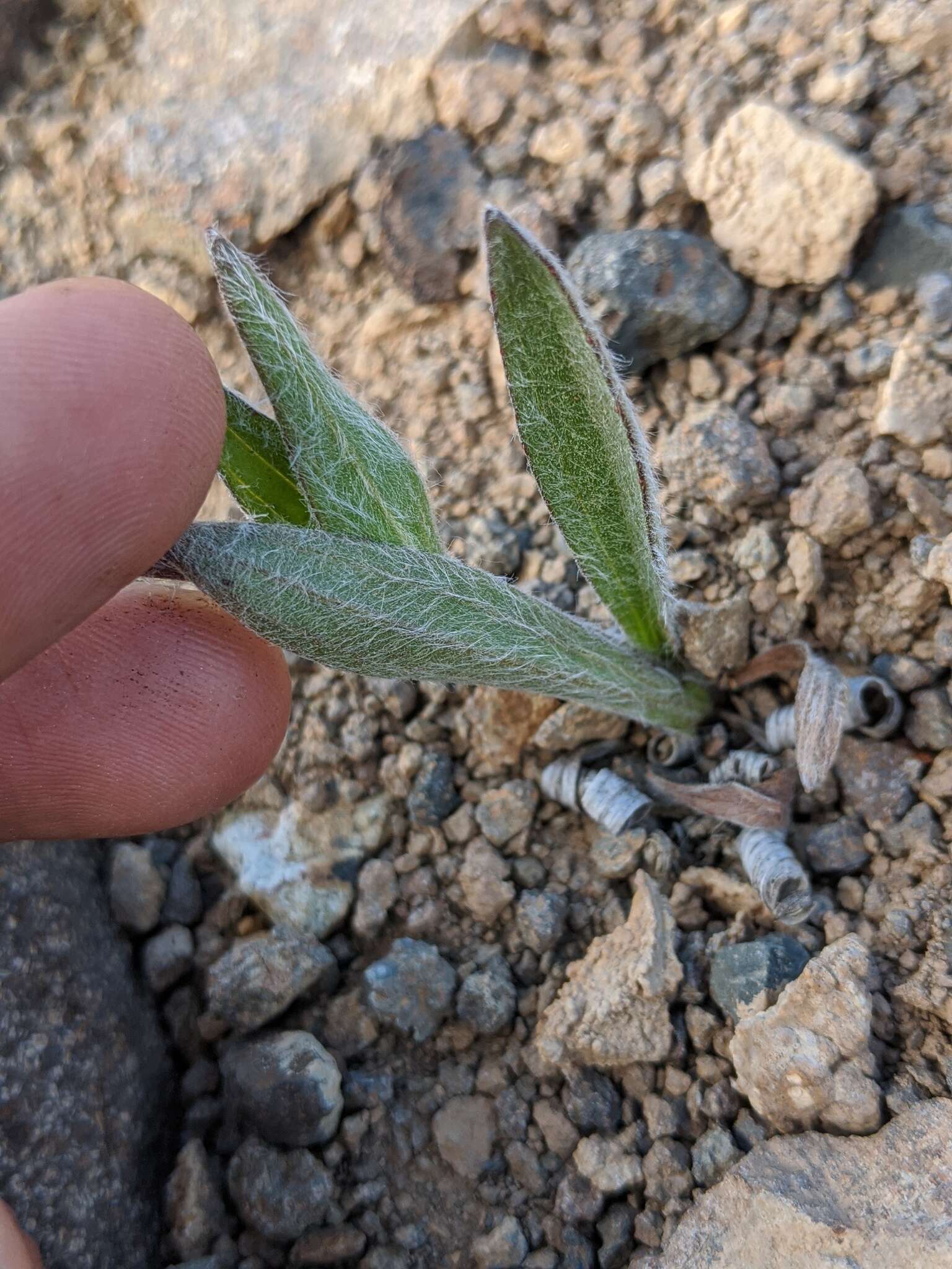 Image of narrowleaf arnica