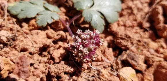 Image of twoleaf springparsley