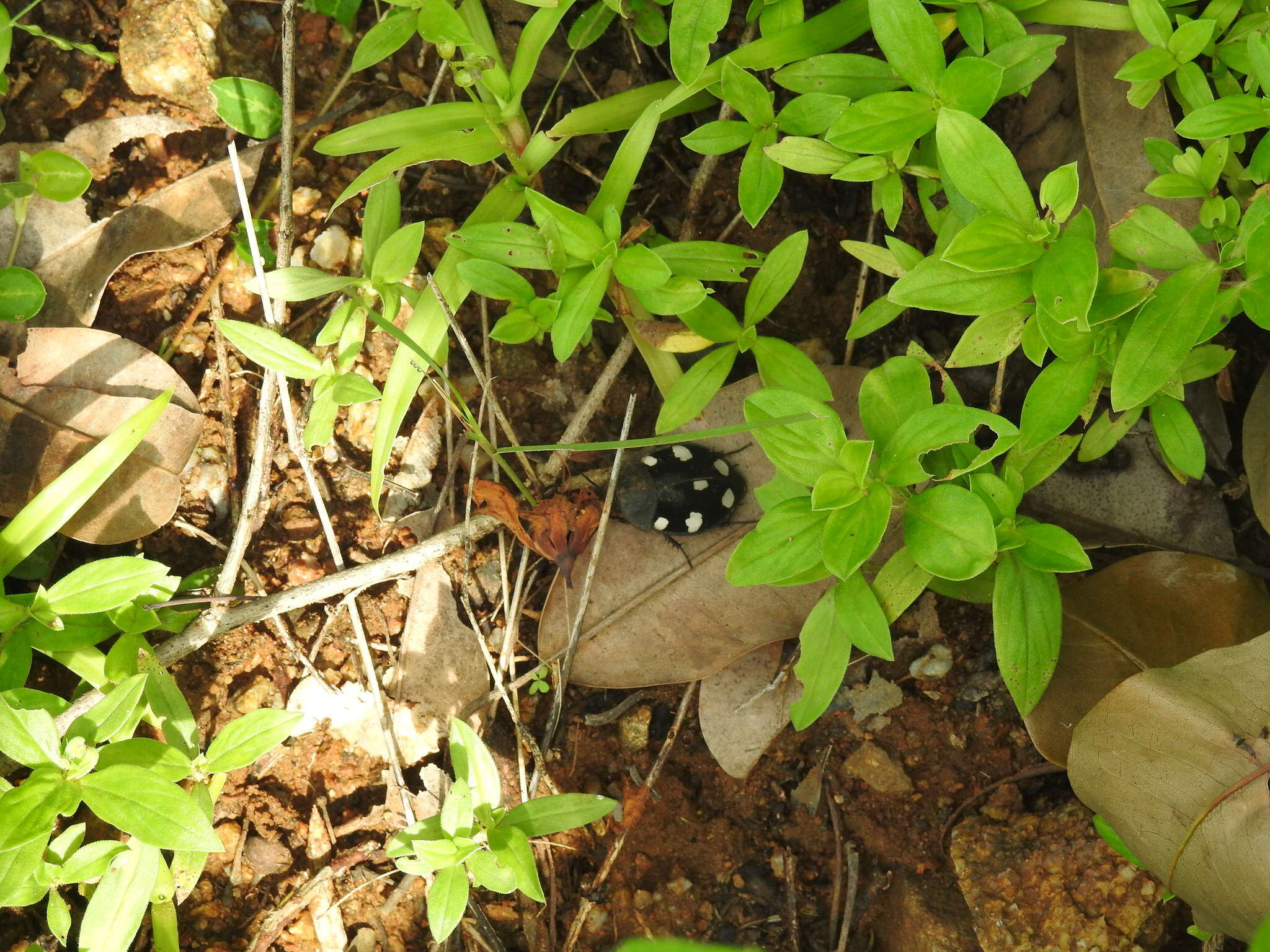 Image of Indian Domino Cockroach