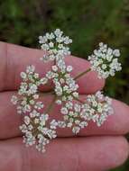 Image of coastal plain angelica