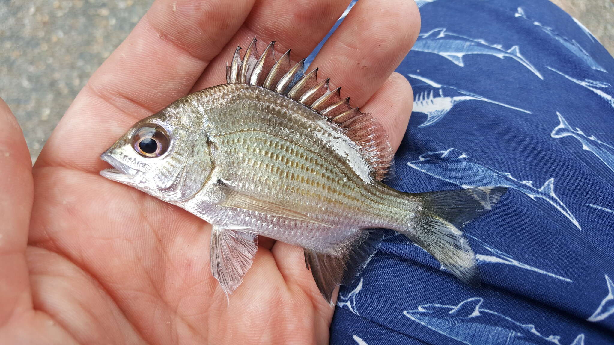 Image of Black bream