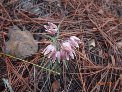 Image of Asclepias circinalis (Decne.) R. E. Woodson