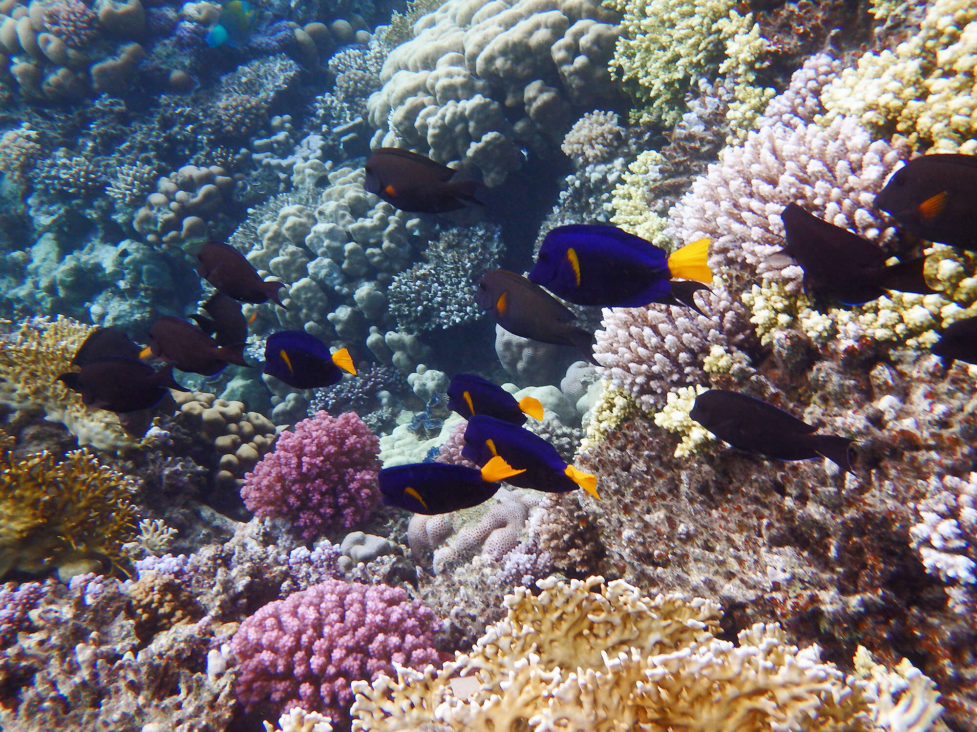 Image of Dusky Sailfin Tang