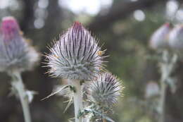 Imagem de Cirsium occidentale var. occidentale