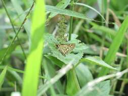 Image of Taractrocera ardonia Hewitson 1868