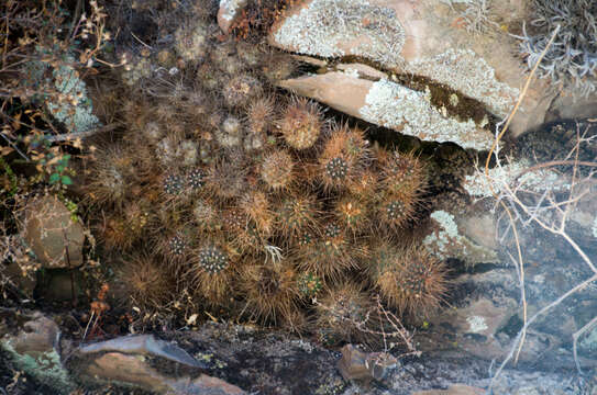 Image of Lobivia maximiliana subsp. caespitosa