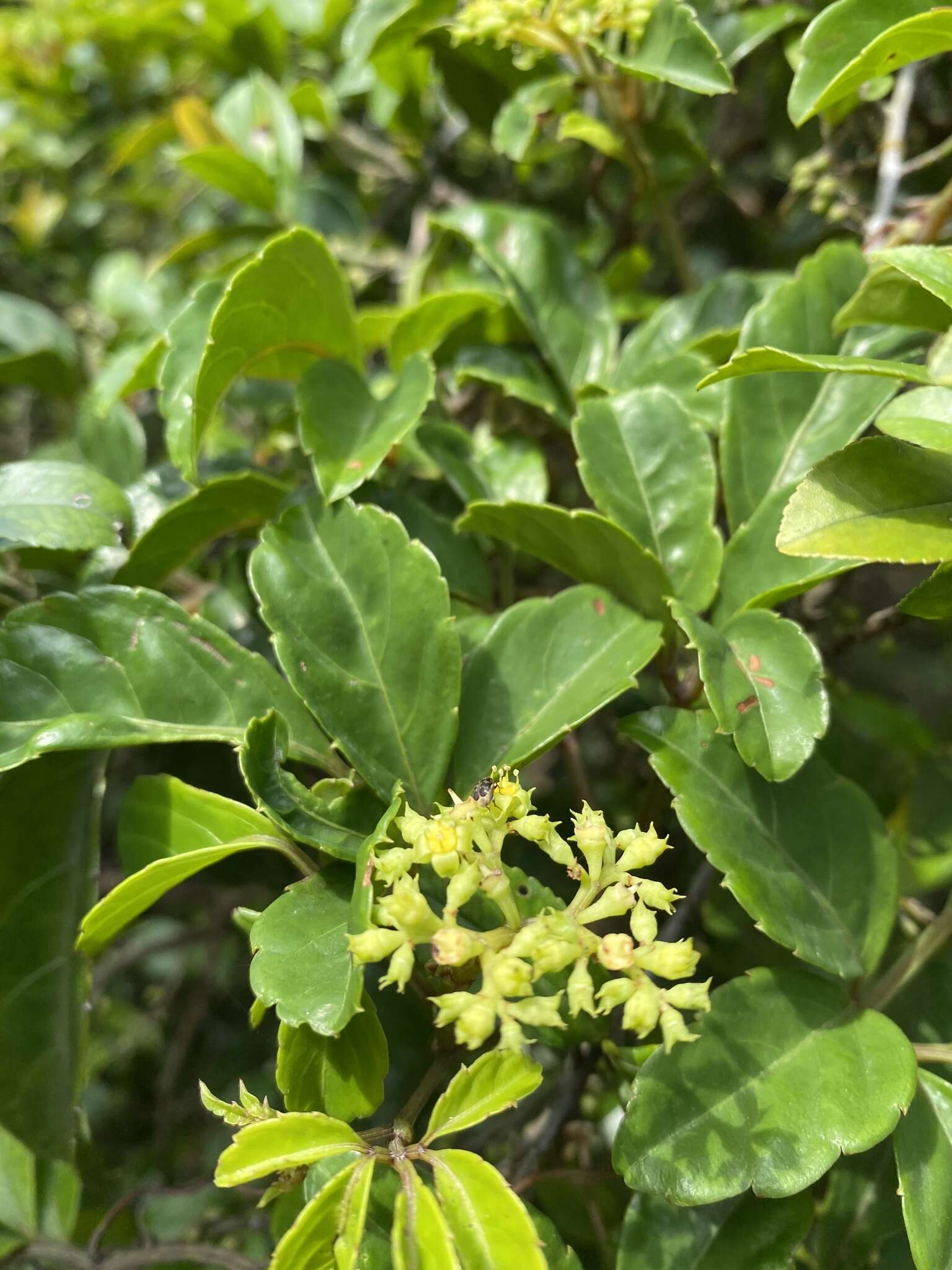 Image of Causonis corniculata