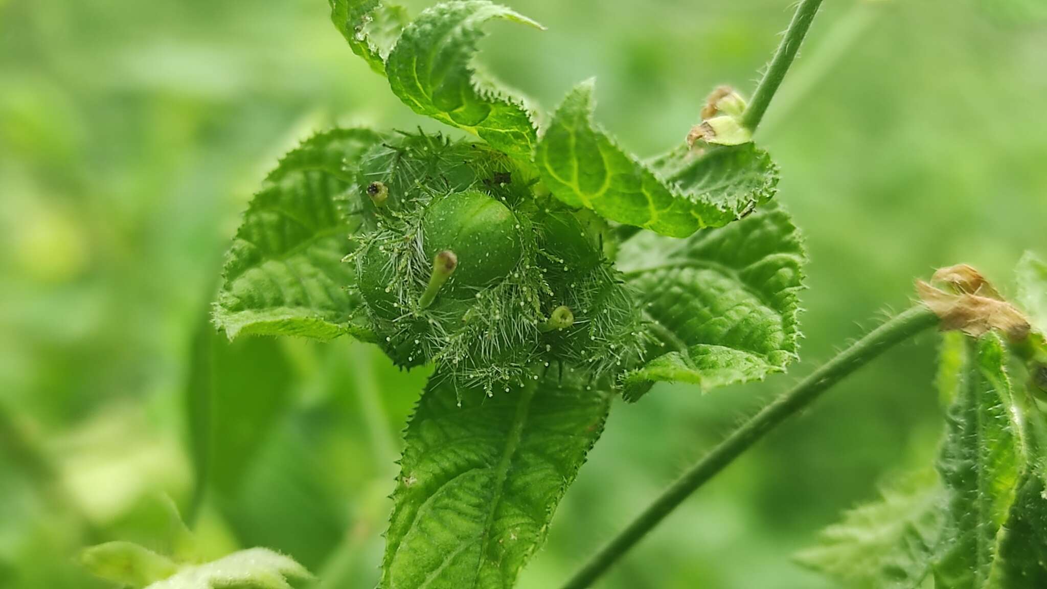 Plancia ëd Dalechampia scandens L.