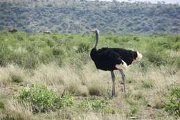 Image of Somali Ostrich