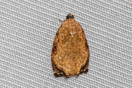 Image de Sycacantha inopinata Diakonoff 1973