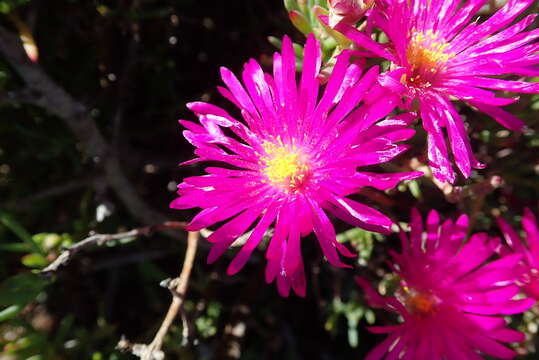 Image of Lampranthus vernalis (L. Bol.) L. Bol.