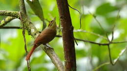 Image of Scaly-throated Foliage-gleaner