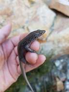 Image of Southern Rock Lizard