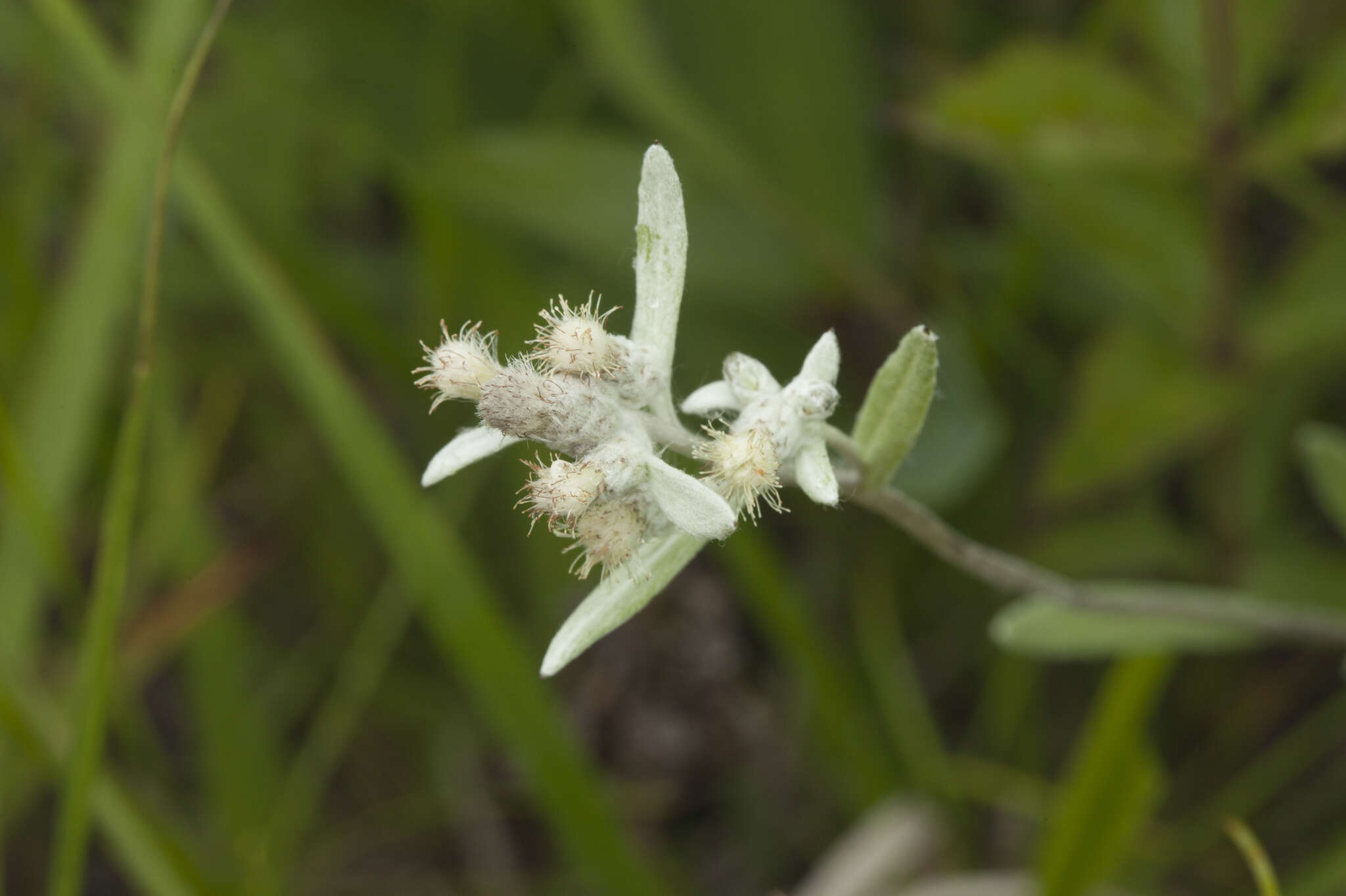 Leontopodium leontopodioides (Willd.) Beauv.的圖片