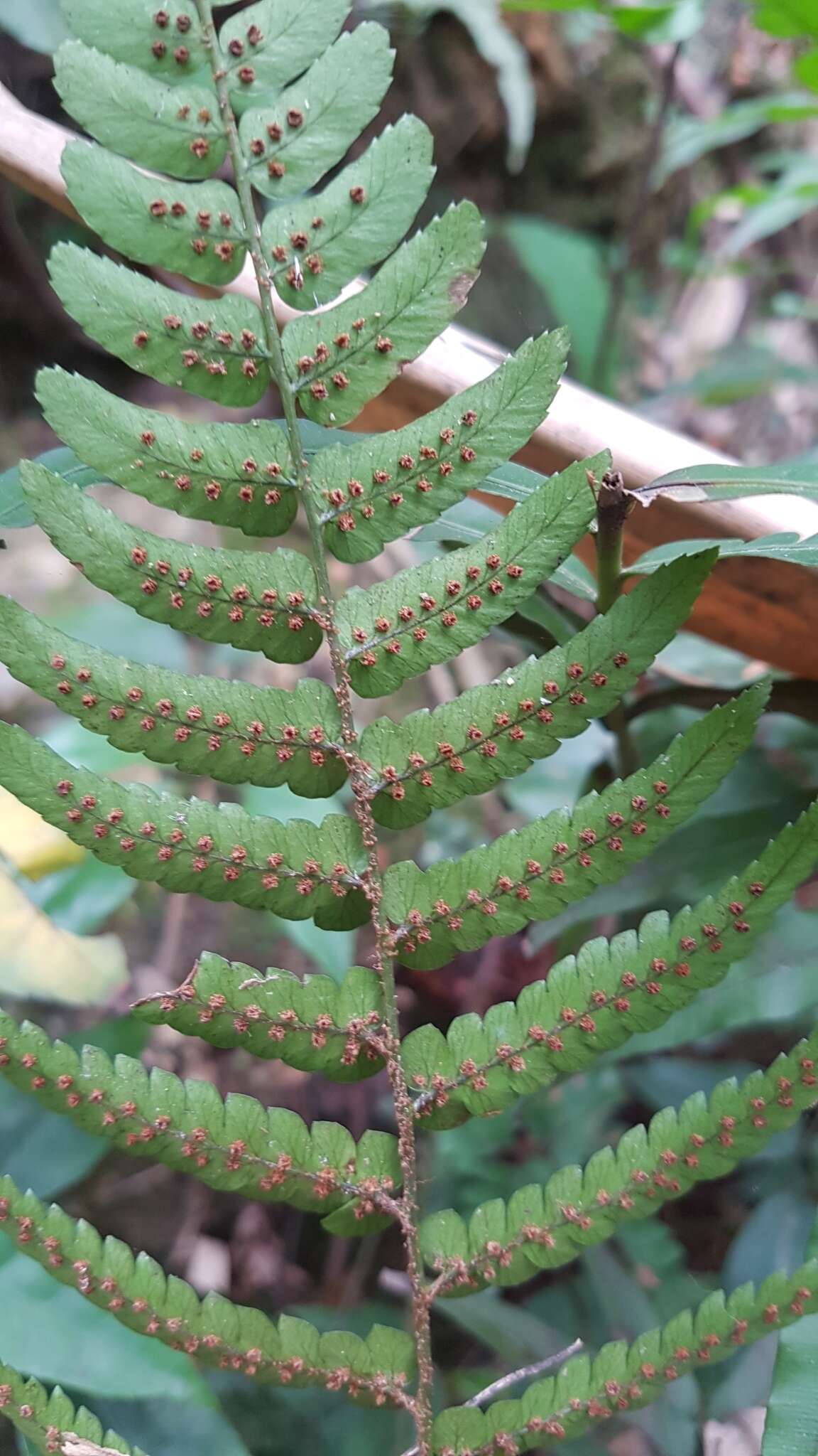 Image de Dryopteris decipiens (Hook.) O. Kuntze