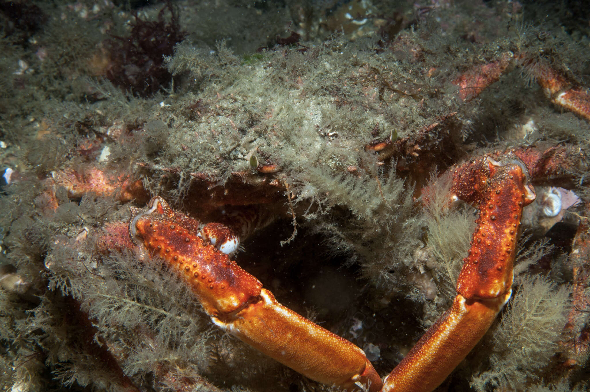 Image of Atlantic spider crab