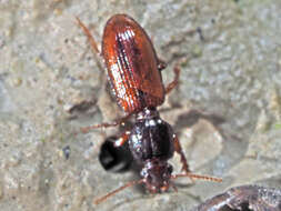 صورة Clivina (Clivina) collaris (Herbst 1784)