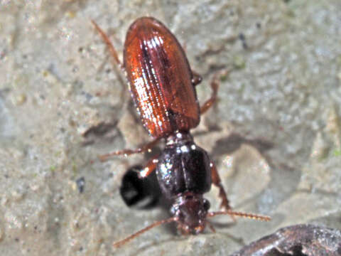 Image of Carabidae