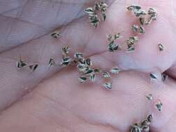 Image of Fringed Windmill Grass